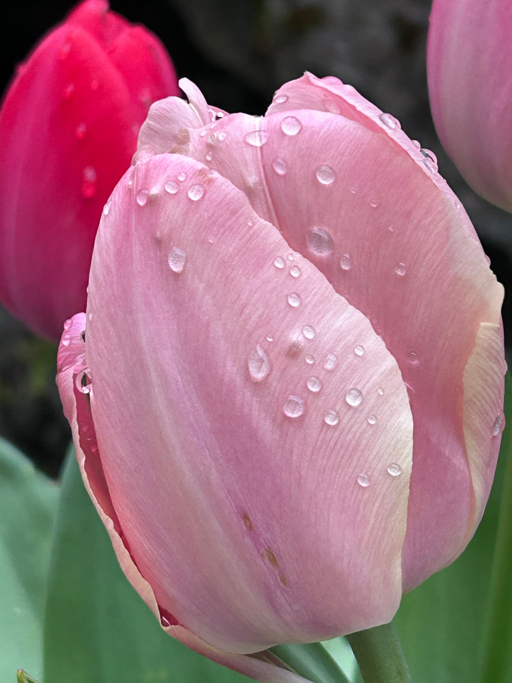 The Beauty of Flowers.