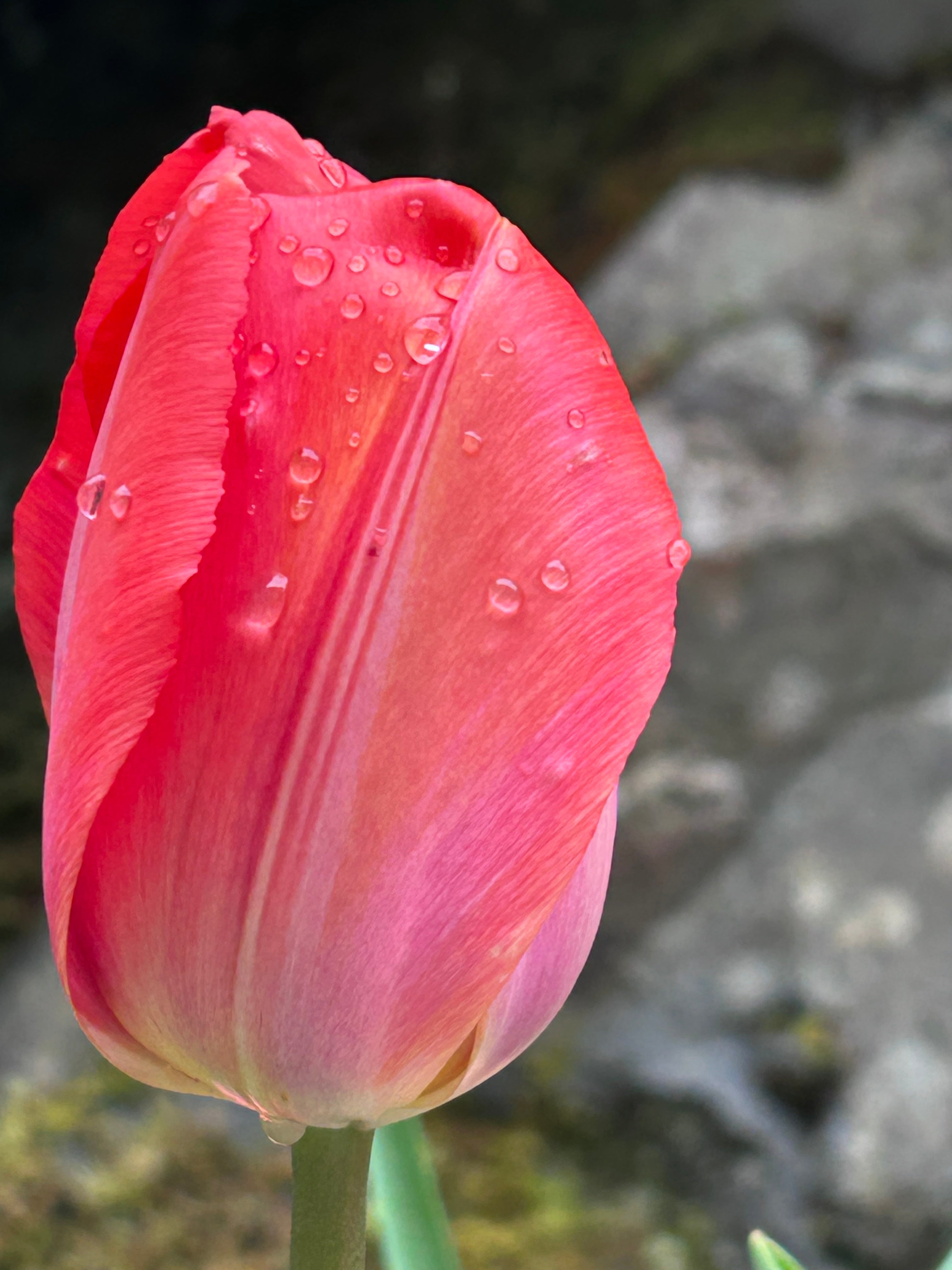 The Beauty of Flowers.