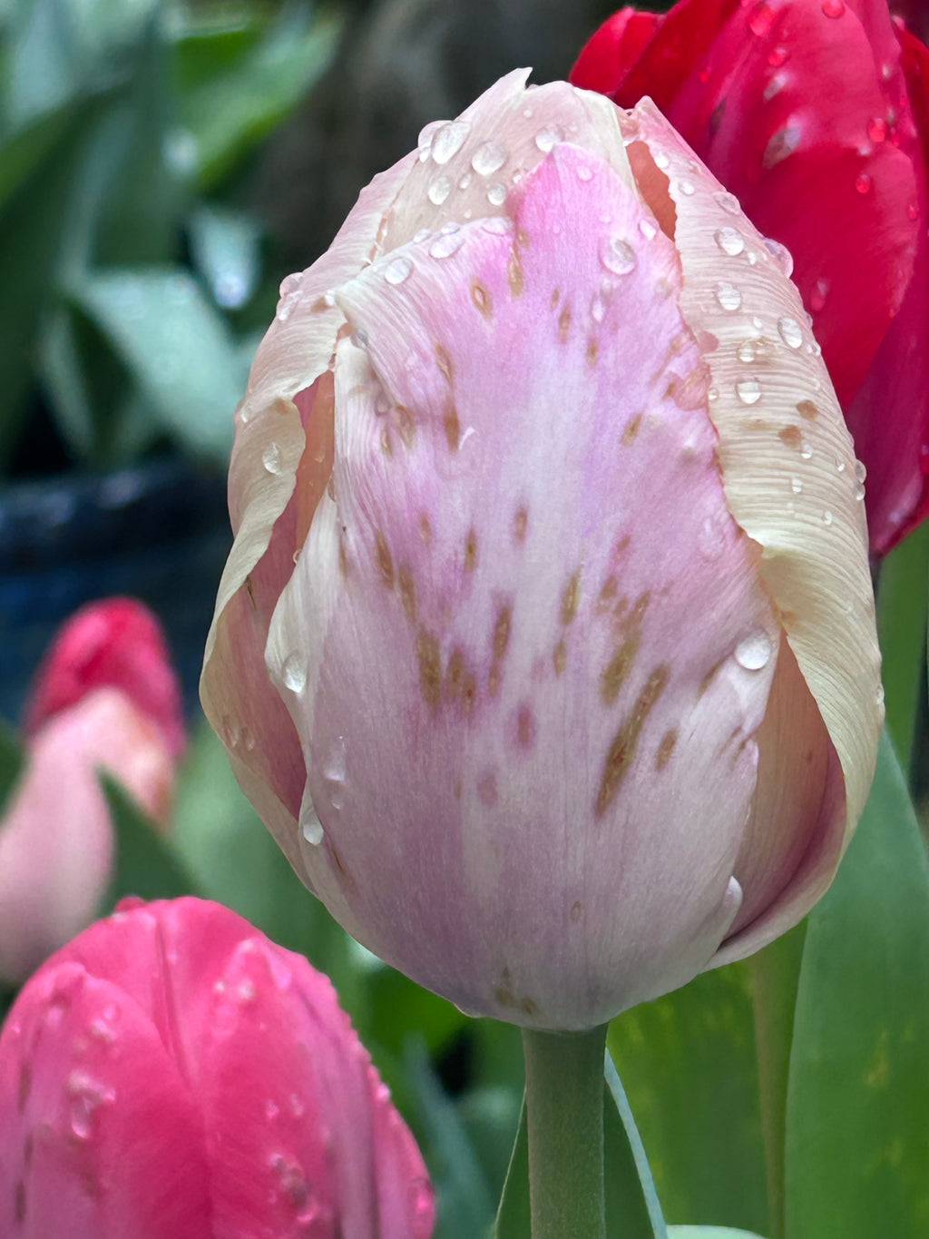 The Beauty of Flowers.