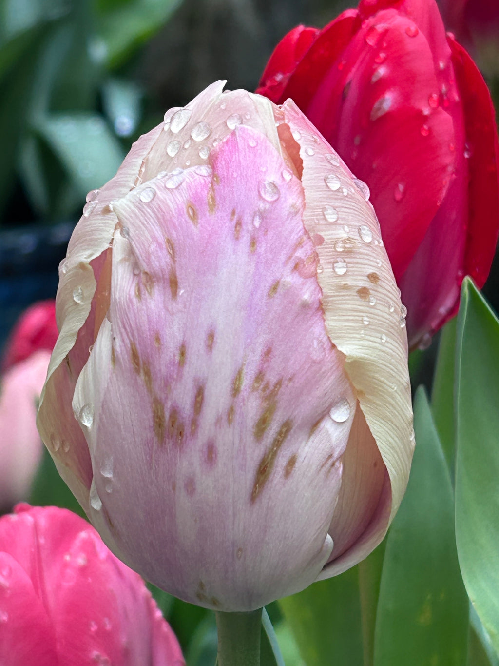 The Beauty of Flowers.