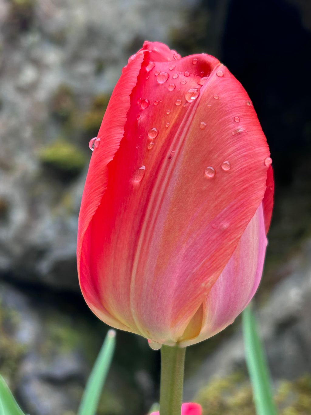 The Beauty of Flowers.