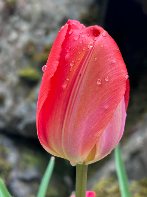 The Beauty of Flowers.