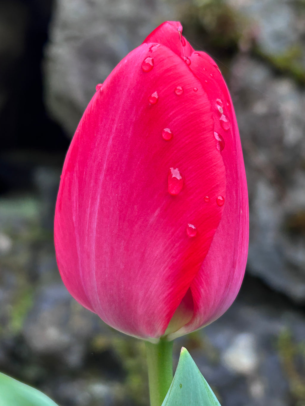 The Beauty of Flowers.