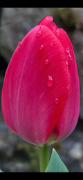 The Beauty of Flowers.