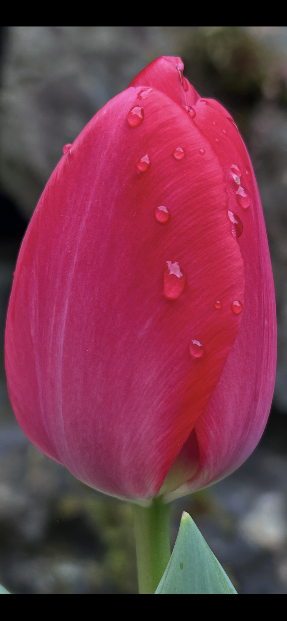 The Beauty of Flowers.